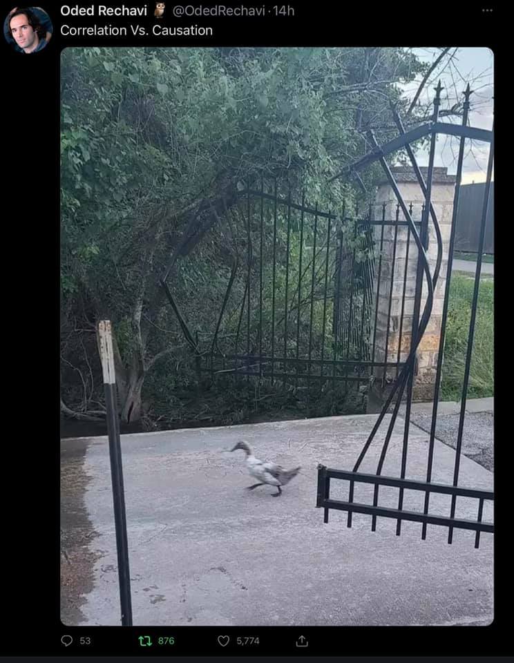 duck next to gate